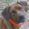 Rescue Dog